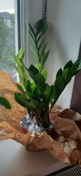 Заміокулькас (Zamioculcas, доларове дерево), 35-40 см висота 4090 фото от покупателей 4