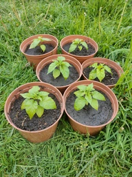 Семена перца Каролина Рипер (Carolina Reaper) красный (red)