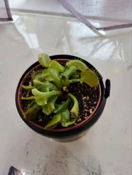 Венерина мухоловка. Дионея Floret фото от покупателей 18