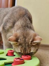 Nina Ottosson Buggin Out Puzzle & Play Игрушка-головоломка для котов, 1 шт фото от покупателей 1