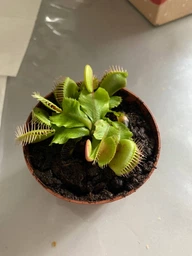 Венерина мухоловка. Дионея Floret фото от покупателей 16