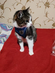 Шлейка для собак з повідцем Pet Style "Сітка" Рожева S фото від покупців 8