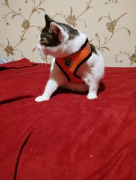 Шлейка для собак з повідцем Pet Style "Сітка" Рожева S фото від покупців 7