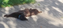 Сухий корм для котів CLUB 4 PAWS Клуб 4 лапи Premium With rabbit із кроликом 2 кг. фото от покупателей 13