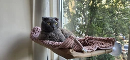 Лежанка для кошек оконный гамак с присосками на окно Sunny Seat Mounted Cat Bed до 22 кг Лёгкая Бежевая (3026)
