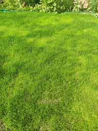 Газонная трава универсальная Green Seeds пакет 1кг фото от покупателей 2