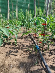Степлер садовый для подвязки растений My Garden Easy скобы 10000 шт. лента 23 м 5 рулонов (292-2R) фото от покупателей 1