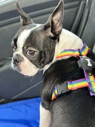 Чехол брелок для Apple AirTag на ошейник для собак AirTag case for dog Clip Blue Kayfovo ATB-1 фото от покупателей 4