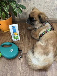 Повідець-рулетка для собак WAUDOG R-leash з контейнером для пакетів, світловідбивна стрічка, блакитний, розмір M, до 20 кг, 5 м (26282)