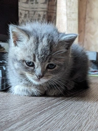 Carpathian Pet Food Kittens Для кошенят усіх порід у віці від 1 місяця до 1 року 12 кг фото от покупателей 11