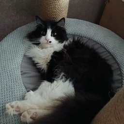 Високий котячий комплекс когтеточка з будиночком, гамак для кішок дрібних і середніх порід 190x80x60см бежево-коричневий фото від покупців 4