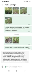 Инжир "Брунсвик" (40076)