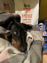 Сухой корм для щенков миниатюрных пород с ягненком Brit Care GF Mini Puppy Lamb 400 г