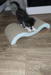 Дряпка картонна для котят Trixie 38×7×18 см