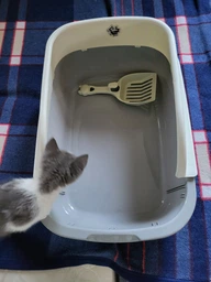 Лоток (туалет) для котов CAT IN BOX с лопаткой 52х36х21,5 см серый фото от покупателей 2