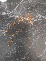 Комплект 2 шприца гель-паста средство от тараканов Targan-dez Stop Cockroach gel + Подарок Клеевая ловушка