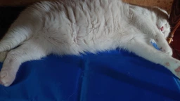 Коврик охлаждающий для собак и кошек Pet Nova 90х50 см размер L (MAT-COOL-90x50-L-BL) (5903031444131)