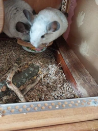 Корм для шиншил LoLo PETS Foody Chinchilla 1 кг (5904479716026) фото від покупців 2