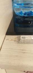 Средство от муравьев Terro T300B Liquid Ant Killer. Станция приманка. Терро от муравьев. Уничтожает колонию. фото от покупателей 2