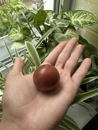 Семена томата World's Smallest Orange (Самый Маленький в Мире Оранжевый) 10 семян OGOROD