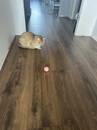 Інтерактивна іграшка для кішок Smart м'яч Pet Gravity з хаотичним рухом та світловою панеллю синій