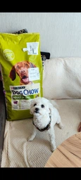 Сухий корм з ягням Purina Dog Chow Пуріна Дог Чао для дорослих собак 2,5 кг (7613034485946) фото від покупців 1