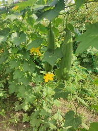 Люфа семена (20 шт) (Luffa aegyptiaca) кабачок губка тыква мочалка вьетнамская люфа египетский оргурец фото от покупателей 6