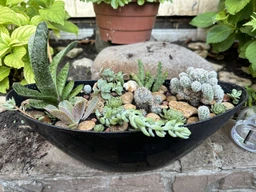 Сукуленти Орбея "растения морской звезды» стапелия пестрая, вариегота (Stapelia variegata) для флорариума
