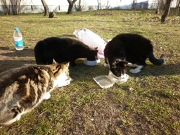 Сухой корм для кошек Purina Friskies Sterile с лососем и овощами 1.5 кг (7613033002458) фото от покупателей 7