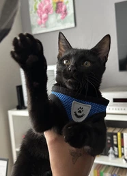 Шлейка для собак з повідцем Pet Style "Сітка" Рожева S фото від покупців 4