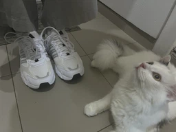Женские кроссовки для бега Adidas Crazychaos 2000 IG4347 36 (3.5UK) 22.2 см Orbgry/Grethr/Gretwo (4067891968587) фото от покупателей 14
