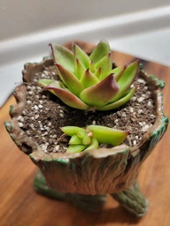 Сукулент Ехеверія Агавовидна ліпстік (Echeveria agavoides Lipstick) D5 см (1453) фото від покупців 3