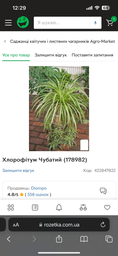 Хлорофитум Хохлатый (178982) фото от покупателей 4