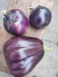 Насіння Баклажан Геліос 0,3г, GL Seeds