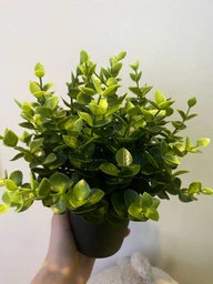 Штучна рослина в горщику, Ikea FEJKA орегано, 9 см