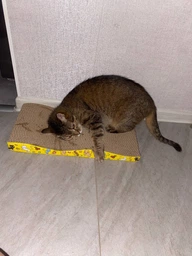 Когтеточка для кота кошек дряпка царапка картонная лежанка когтедралка точилка для когтей кошки котов VMHouse напольная когтеточки когтедралки из картона гофрокартона (0070-0101) фото от покупателей 7