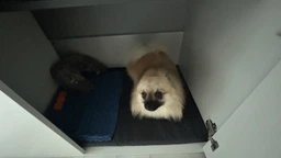 Матрас для собак и кошек Lucky pet харлей №3 50x70x5 см Серый (4820224211527)