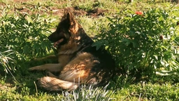 Сухой корм CLUB 4 PAWS PREMIUM Клуб 4 лапы для взрослых собак всех пород АКТИВ, 14 кг фото от покупателей 6