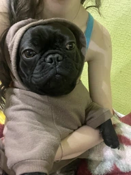 Худи для собак DogClub Frenchdog XXL Brown фото от покупателей 3