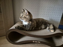 Кігтеточка лежанка з картону з дерев'яним фасадом Cat Joy Авангард Коричнева 59х18х25 см фото від покупців 5