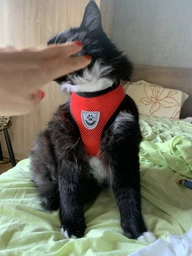 Шлейка для собак з повідцем Pet Style "Сітка" Рожева S фото від покупців 3