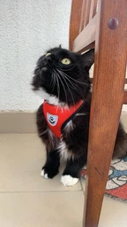 Шлейка для собак з повідцем Pet Style "Сітка" Рожева S фото від покупців 2