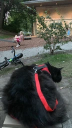 Шлейка для собак з повідцем Pet Style "Сітка" Рожева S фото від покупців 1