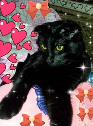 Сухий корм Friskies для дорослих кішок з лососем та овочами 300 (г) фото від покупців 15