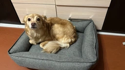 Лежак для собак лежанка для собак и кошек спальное место для животных съемный чехол с бортами 90×80×22 см Huge and Tiny Лиловый мебельная ткань