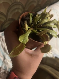 Растения Хищник Венерина мухоловка Дентата AlienPlants Dionaea muscipula Dentate размер M (SUN0018CP) фото от покупателей 3