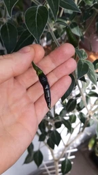 Насіння перцю Чорна кобра (Black Cobra Chili Pepper) фото від покупців 4