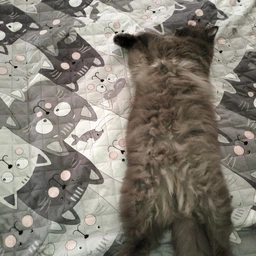 Покрывало Руно с ультразвуковой стежкой 150х212 см Полуторный Grey Cat двустороннее (Р360.52_Grey Cat) фото от покупателей 8