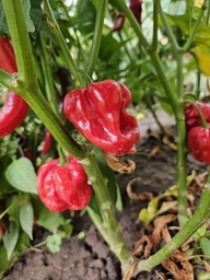 Семена перца Хабанеро (Habanero) красный (red)
