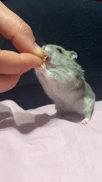 Борошняний хрущак сухий натуральний Буся Mealworm. Пакет 20г фото від покупців 7